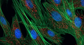 Los fibroblastos: células clave para una piel joven y sana